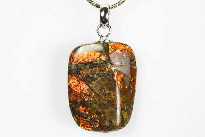 Brilliant Ammolite Pendant (Necklace) - Alberta, Canada #312469